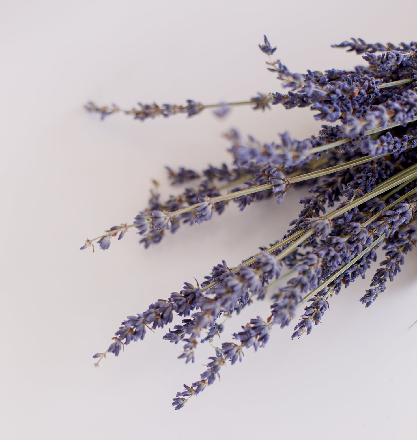 Lavender Lovers Bundle