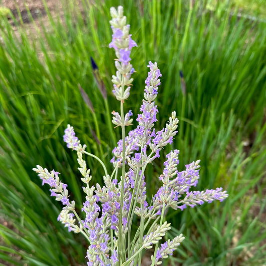 Lavender Planting using Mounds