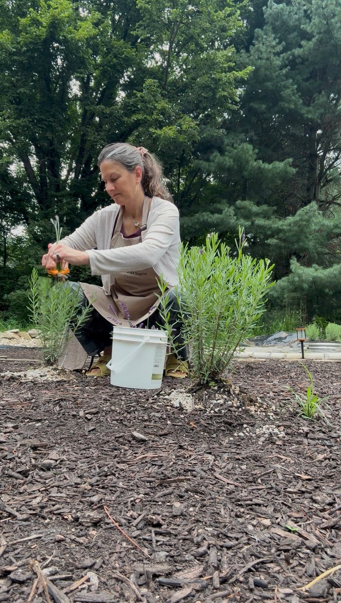 Christie cutting lavender August 2026