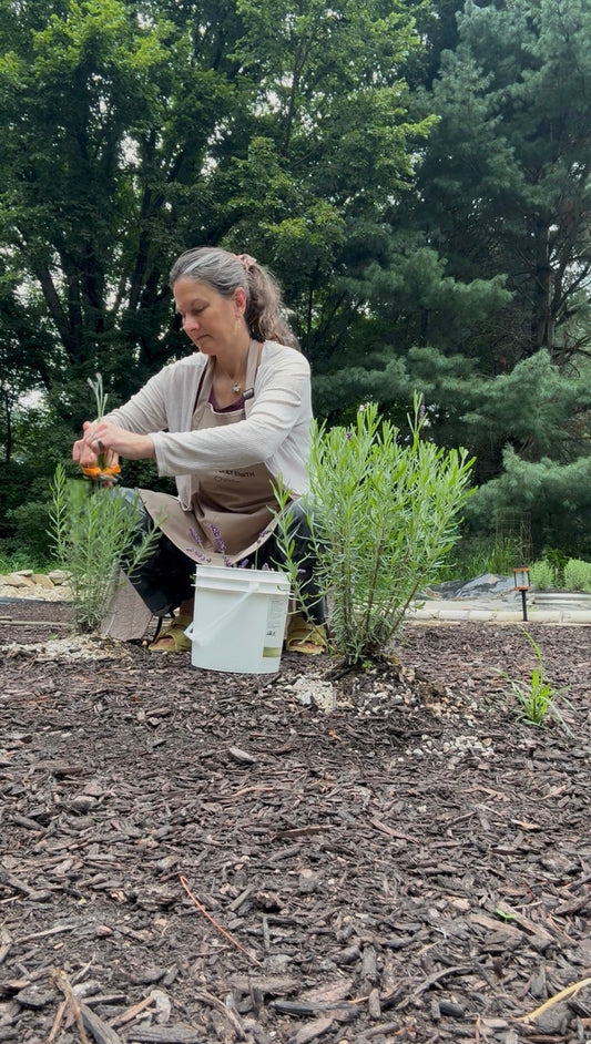 Christie cutting lavender August 2026
