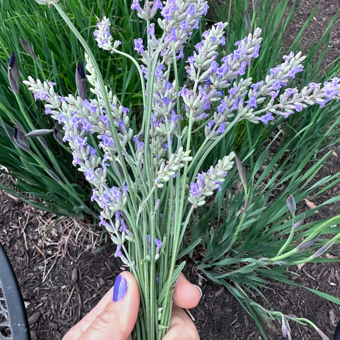 Essential Oils for Scent on the Body