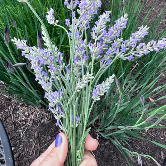 Essential Oils for Scent on the Body
