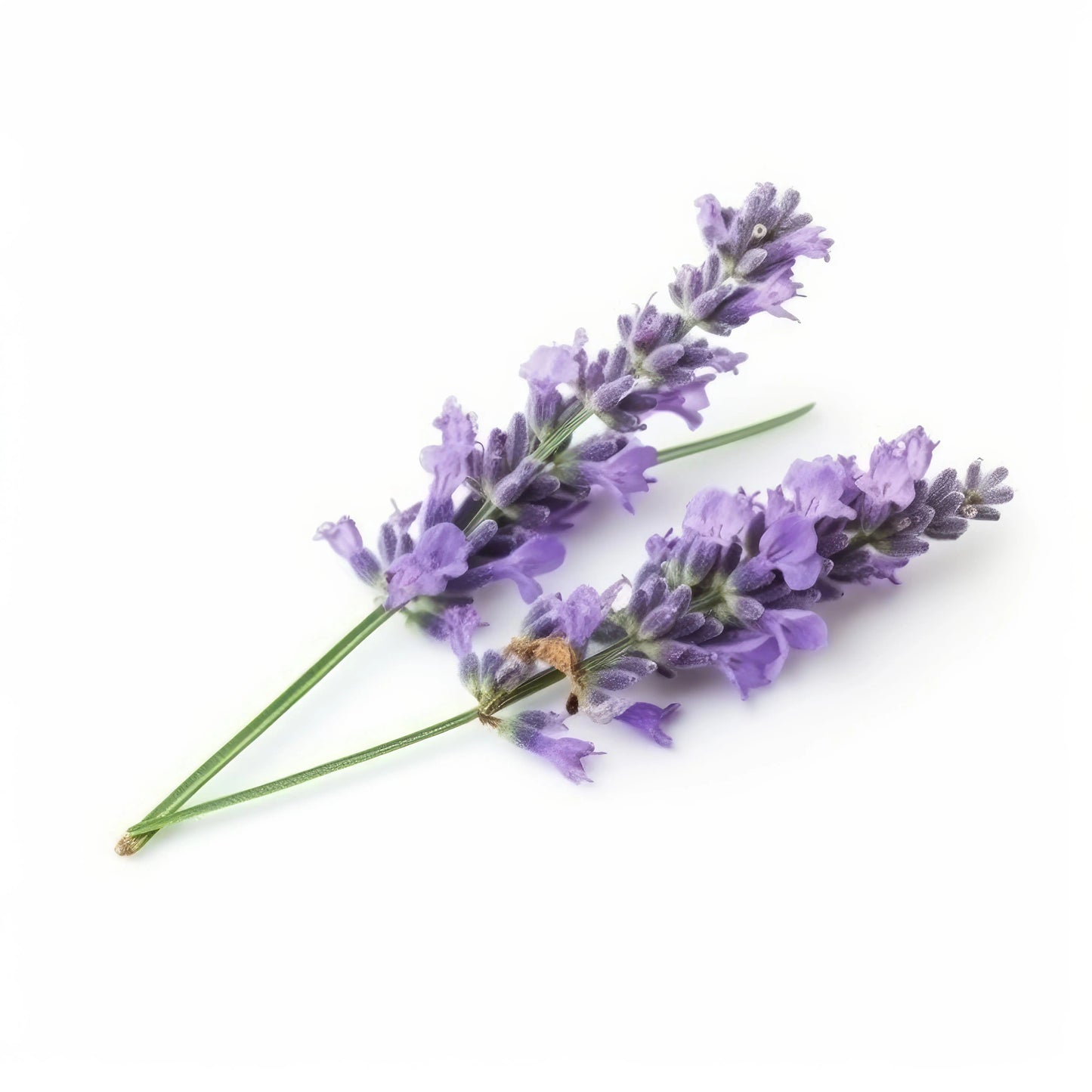 Bundle Lavender Lovers Your Only Earth