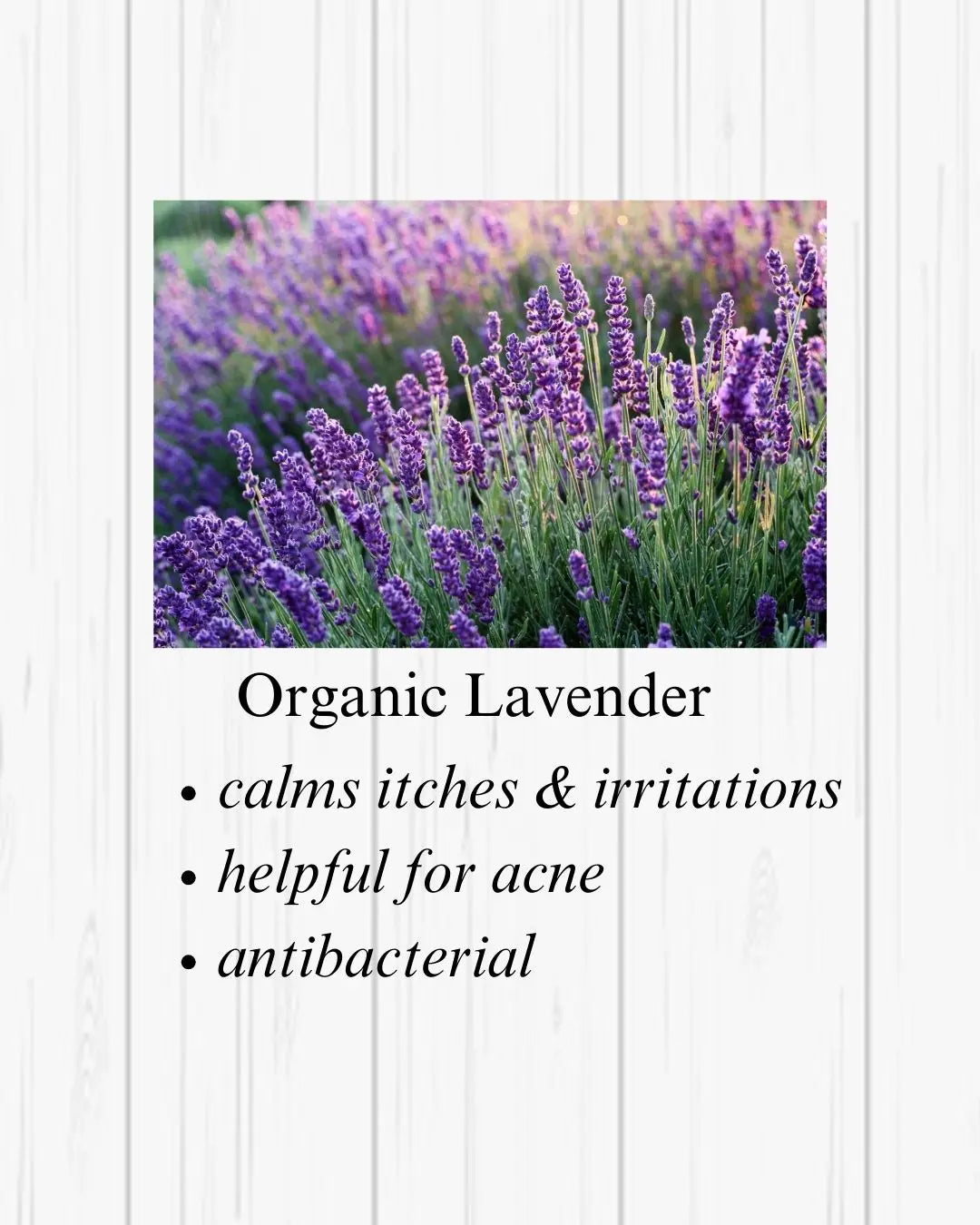 Lavender Your Only Earth